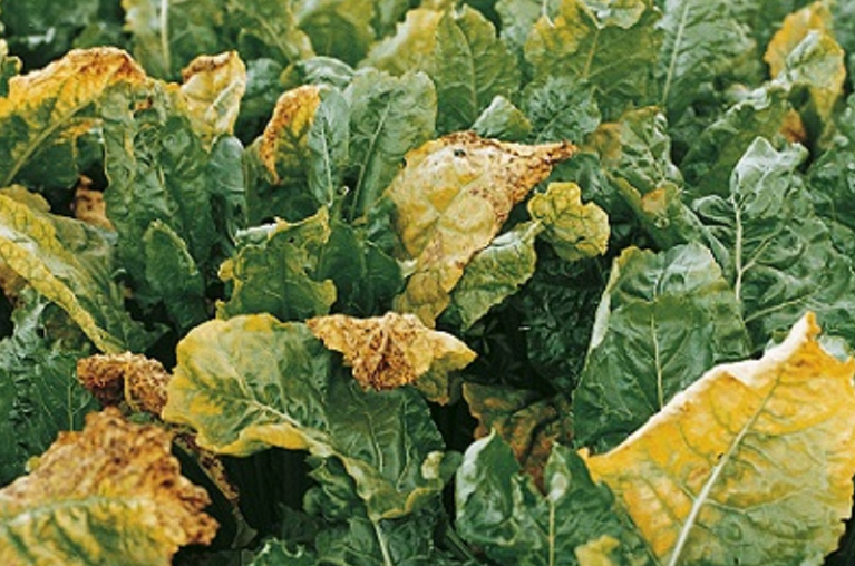 Aphids – the virus vectors: Beet yellows virus and Beet mosaic virus