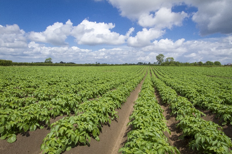 Potato agronomy advice potato farm found a successful market
