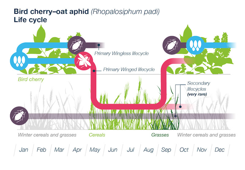 3 BYDV-carrying aphids to learn to identify