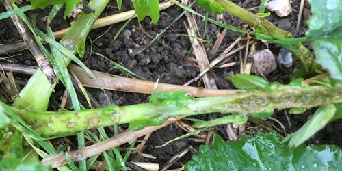 Cabbage stem flea beetle larvae