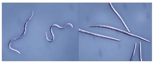 untreated nematodes (left) and ﬂuopyram-treated juvenile stage two larvae (J2) of Root-knot nematode (Meloidogyne incognita) (right).
