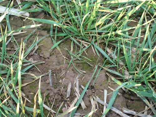 Advanced black-grass needs immediate treatment