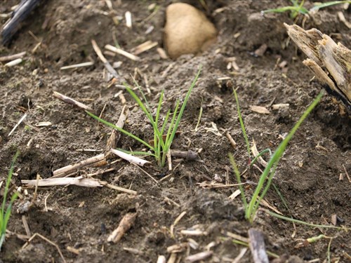 Advanced black-grass needs immediate treatment