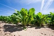 Sugar Beet Agronomy Advice