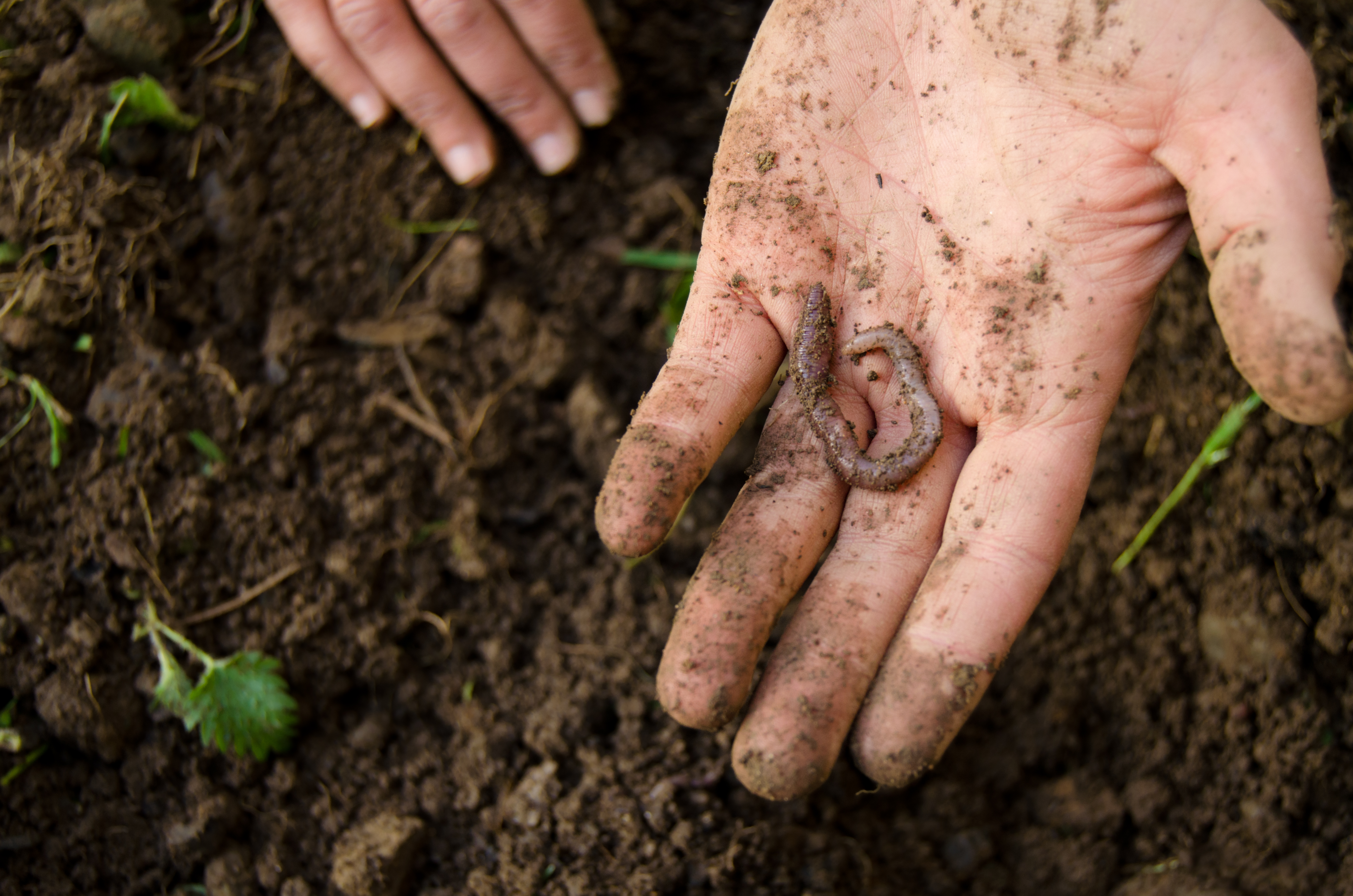 earthworms in soil