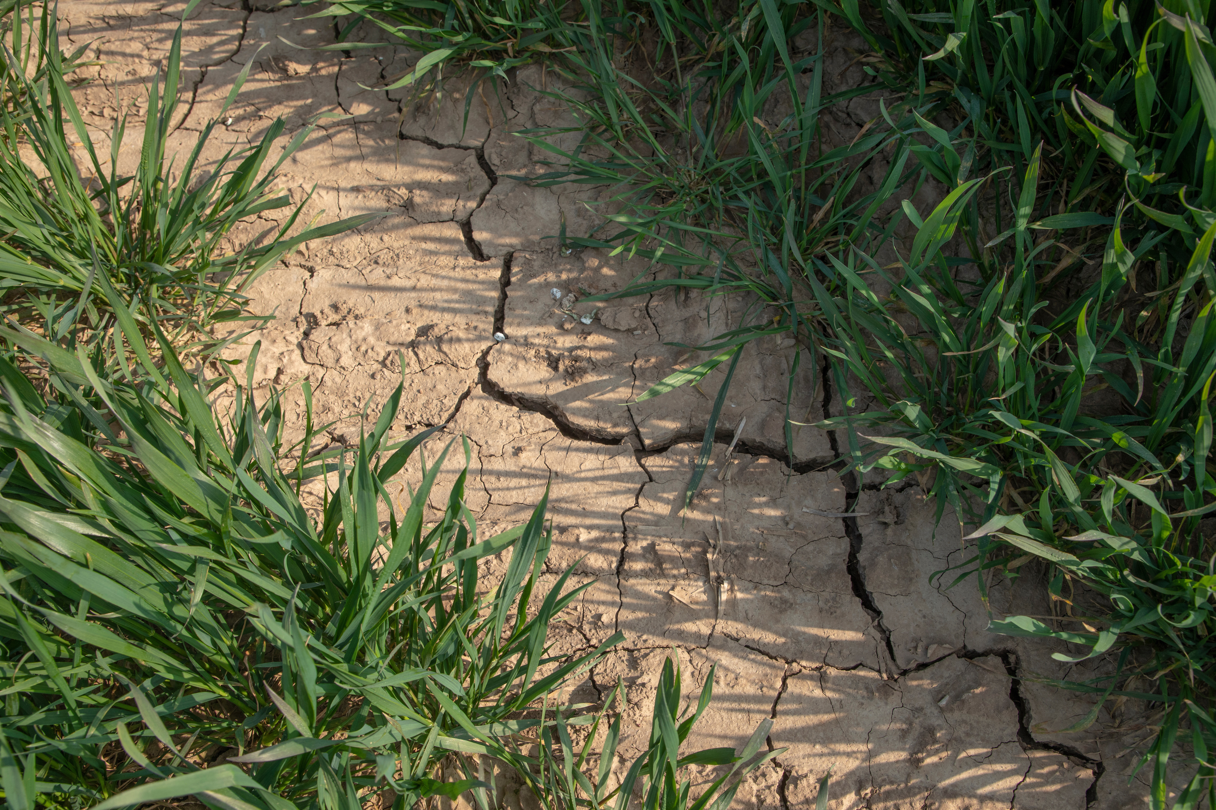 Cracked and dry soil