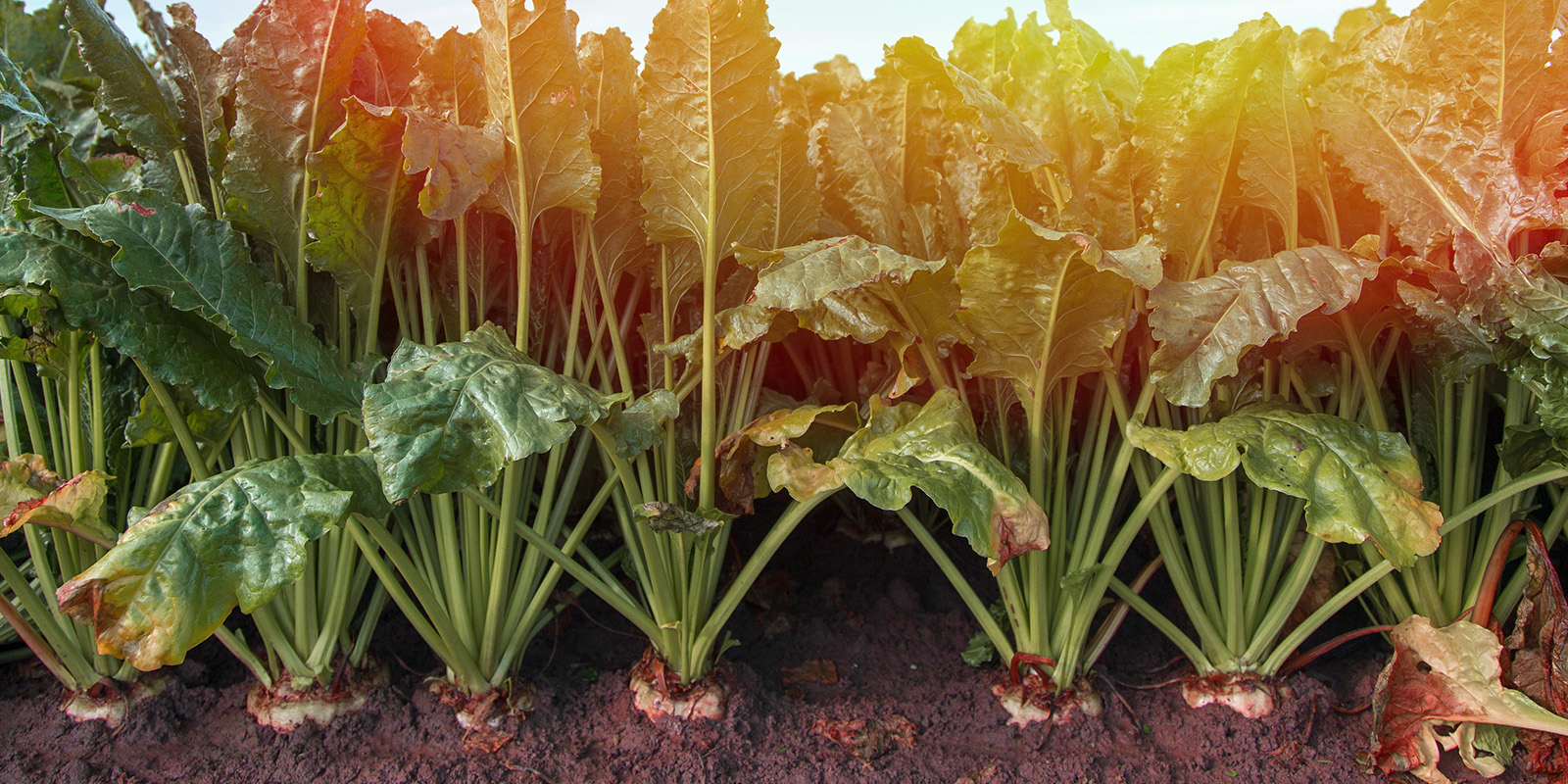 Virus Yellows Can Scientists Solve Sugar Beet's Key Threat?
