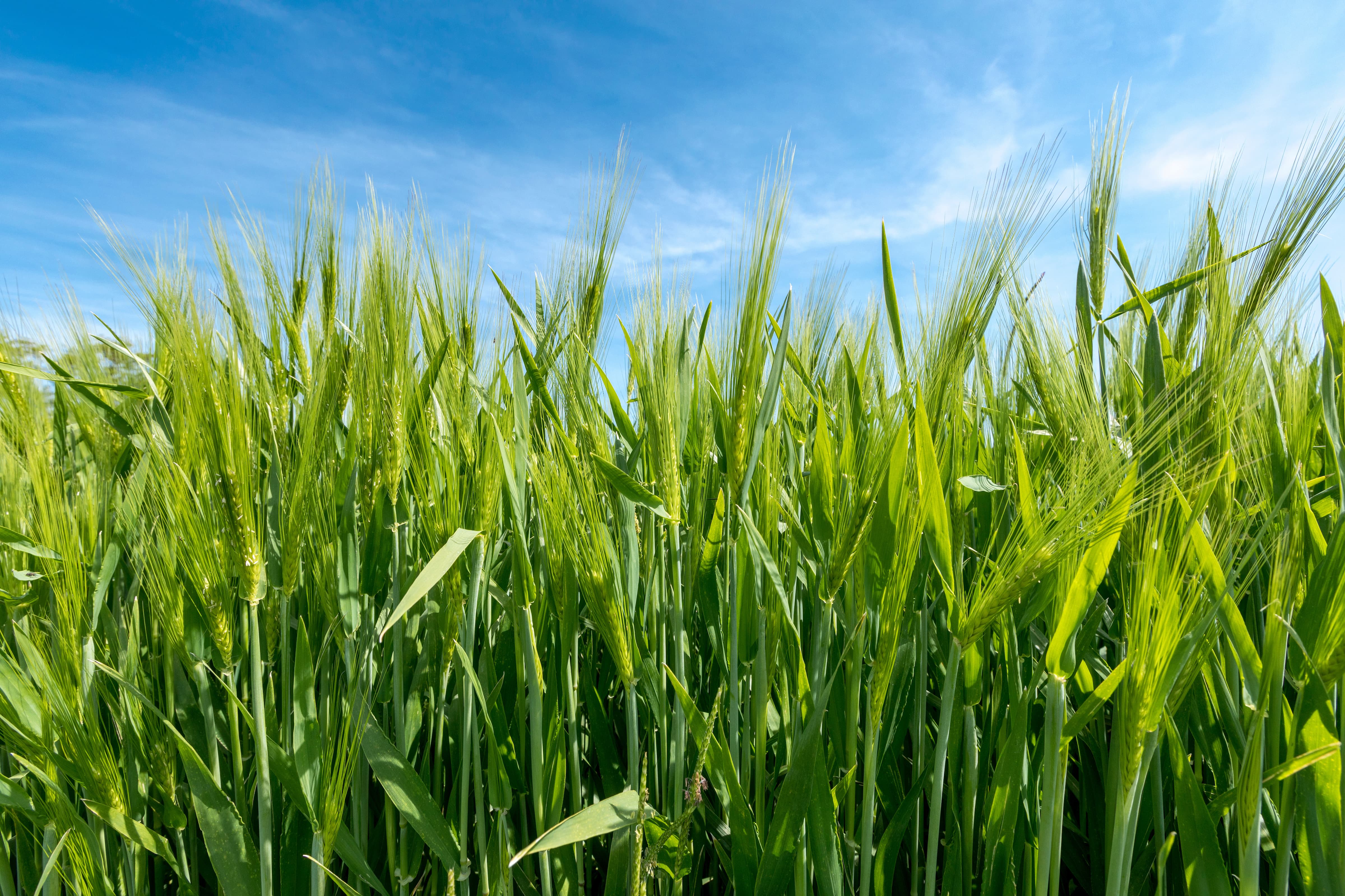 Young Barley Plant