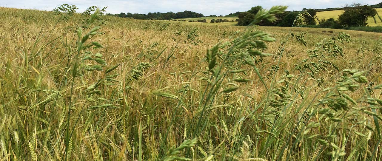 Brome grass  Agriculture and Food