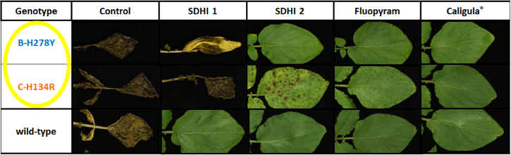 Alternaria sensitivity to fungicides