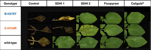 Alternaria