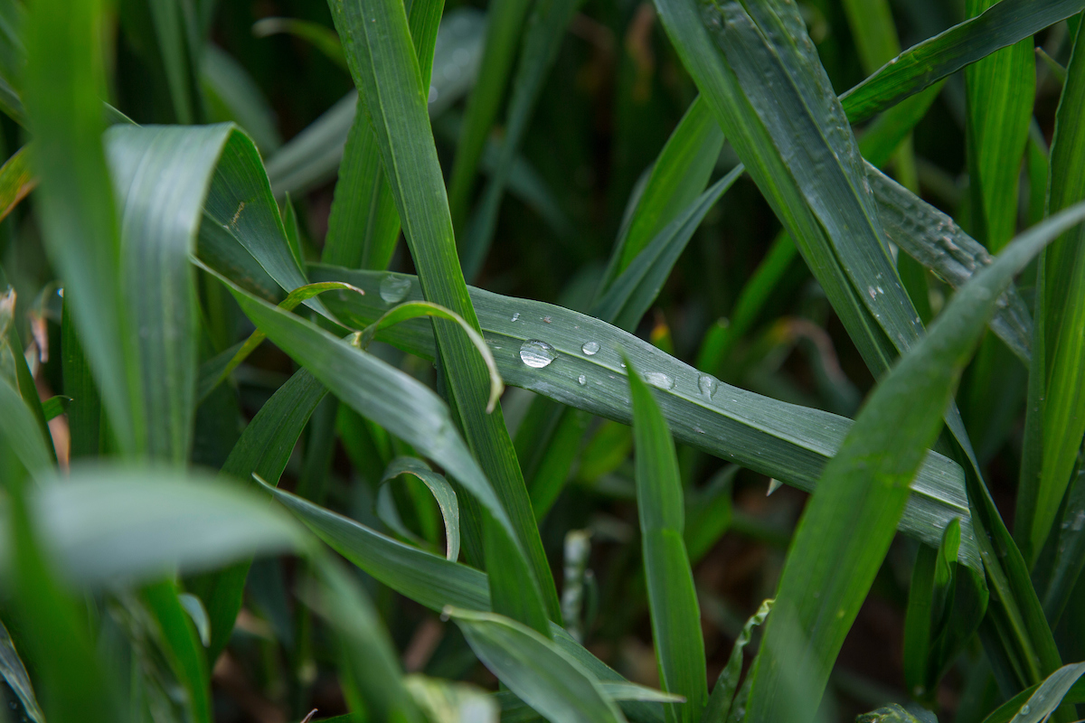 Bayer Crop Science UK: Crop Protection For A Fast-Changing World