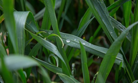 Bayer Crop Science UK: Crop Protection for a Fast-Changing World