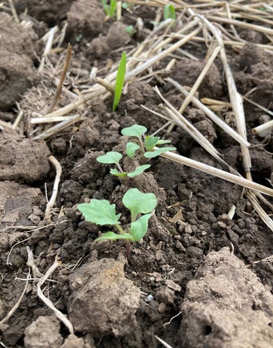 OSR Growing