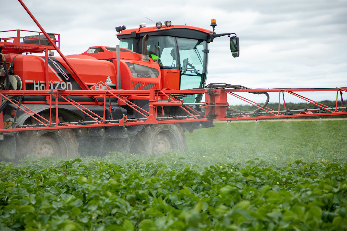 How to control tuber blight in potatoes in 2022