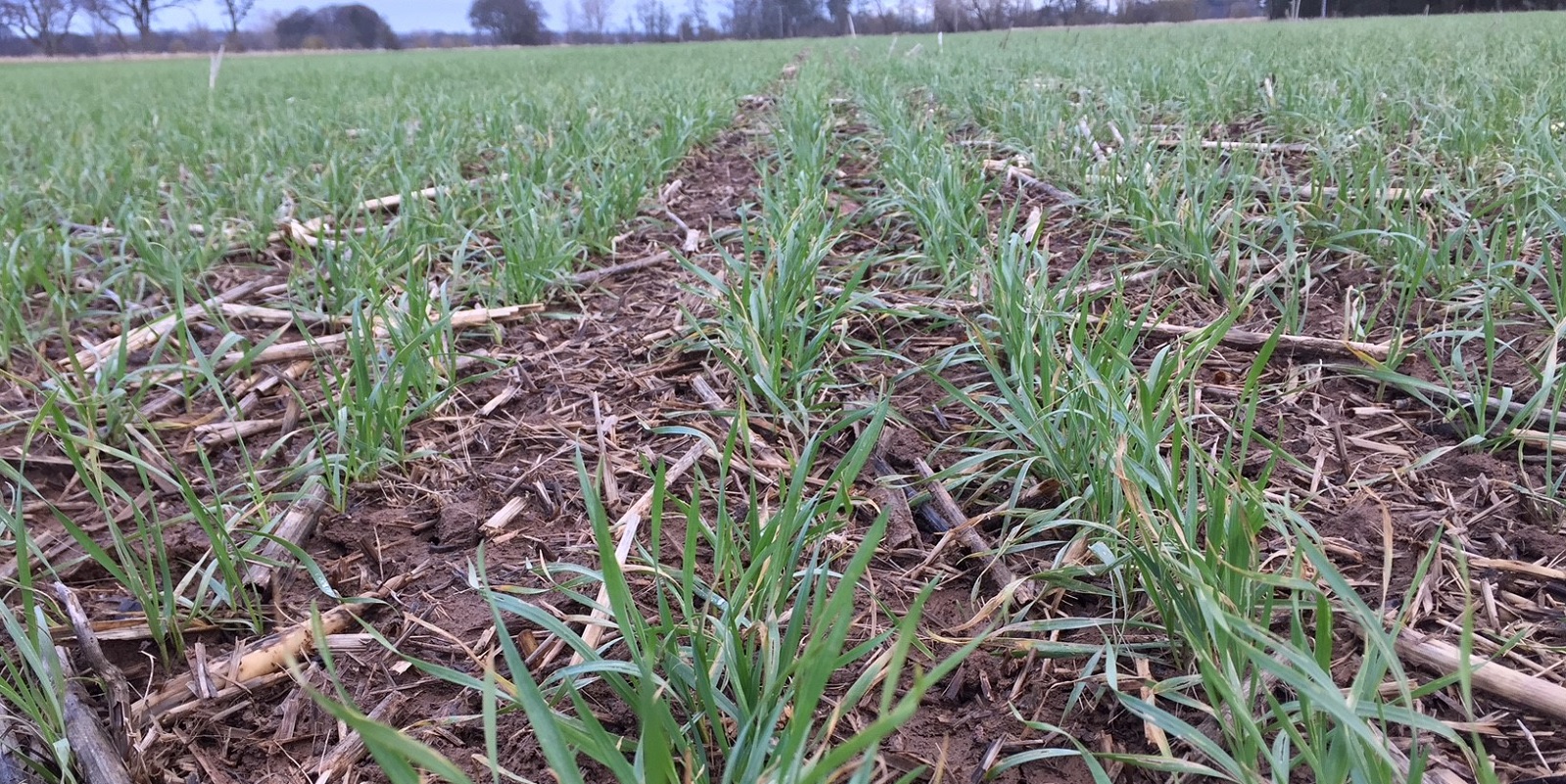 Four quick agronomy tips for February in Scotland