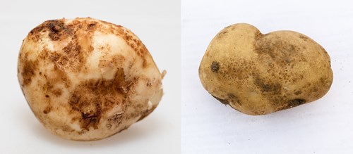 Tobacco rattle virus symptoms