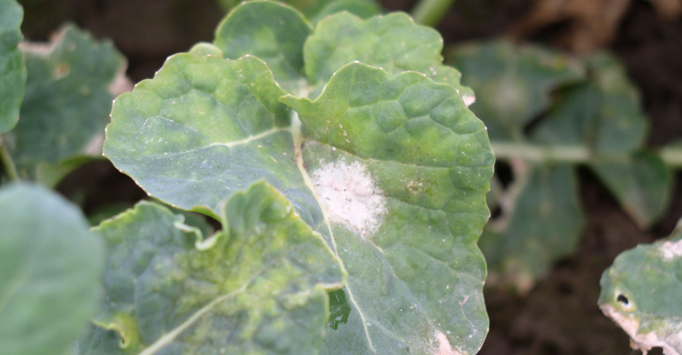 cercospora-leaf-spot-showing-up-on-louisiana-crape-myrtles