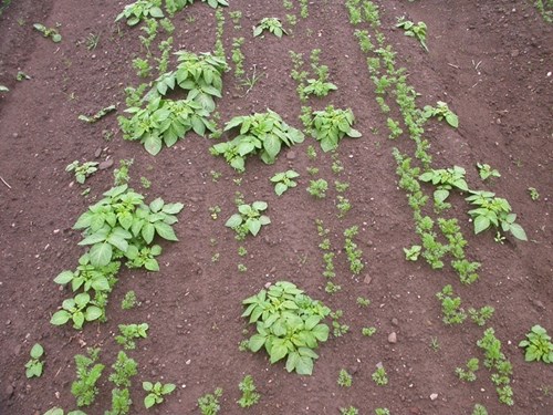 Volunteer potatoes in a following carrot crop