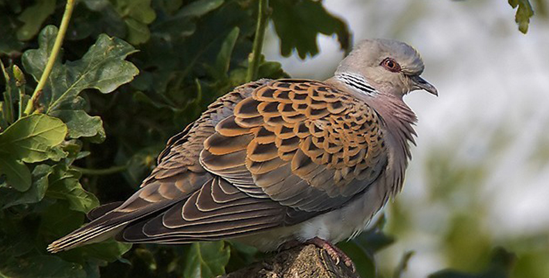 turtle dove retail price