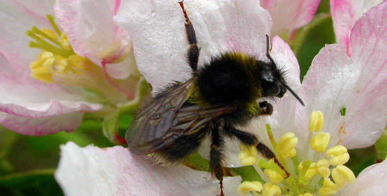 Bee