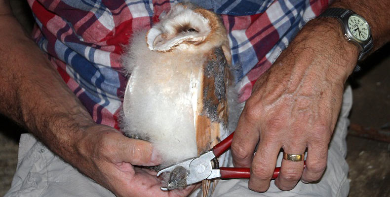 Owl_tag