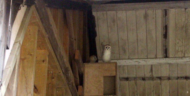 Owl