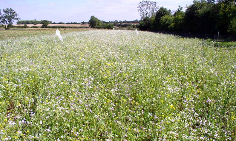 Meadow1