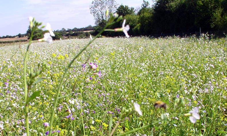 Meadow2