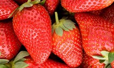 fungicides cropscience
