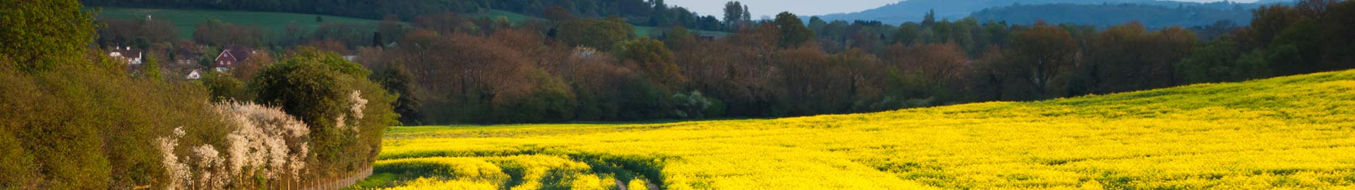 Oilseed Rape field