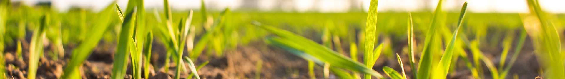 wheat_newGrowth