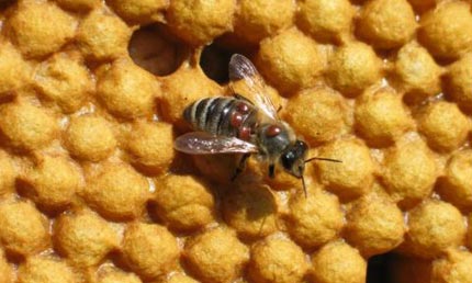 Bees on honeycomb