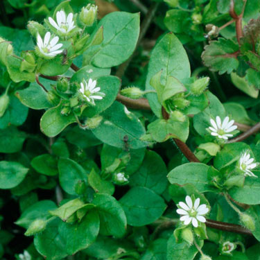 Chickweed - mature