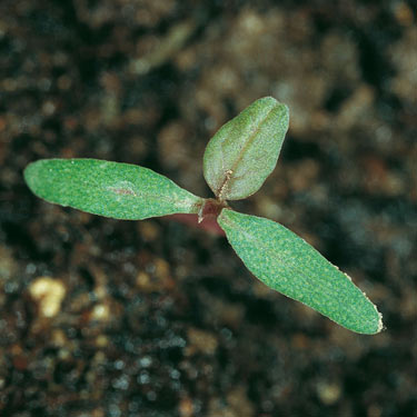 Common amaranth - young