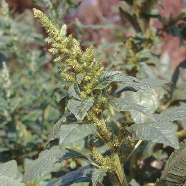 Common amaranth - mature