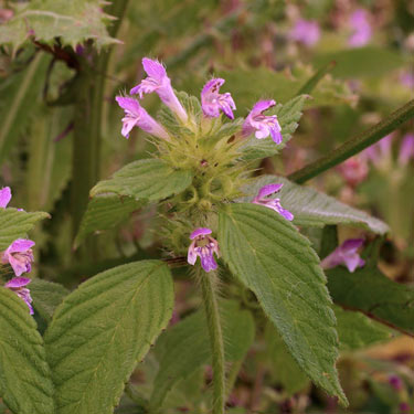 Day-nettle/Hemp-nettle - mature