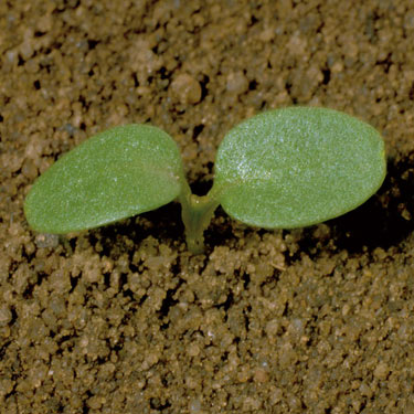 Field pansy - young