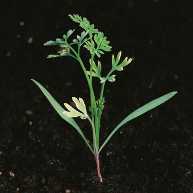 Fumitory - mature