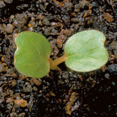 Field bindweed - young