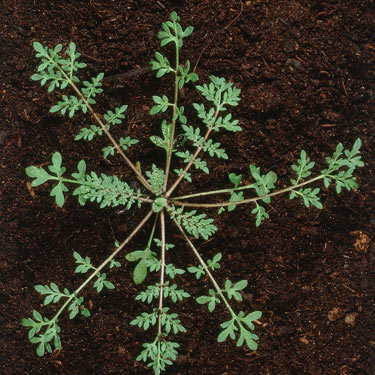 Flixweed - mature