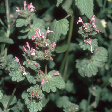 Henbit dead-nettle - mature