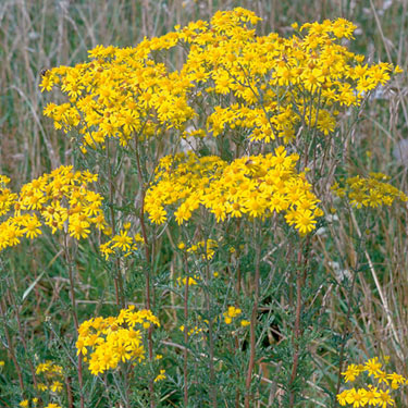 Ragwort - mature