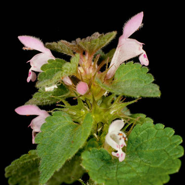 Red dead-nettle - mature