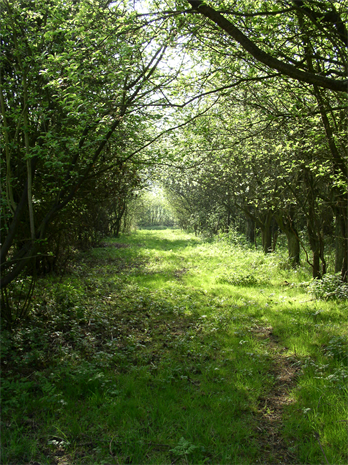 Plum orchard