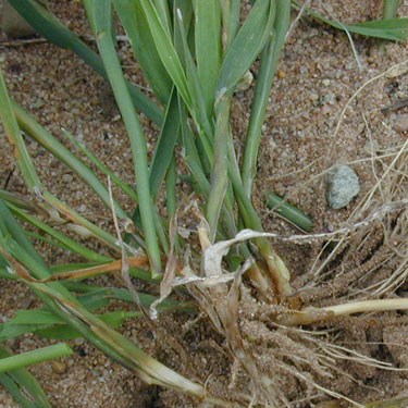 Black bent - mature