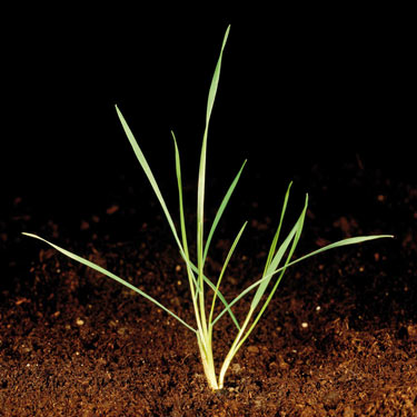 Black-grass - young