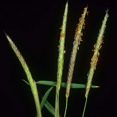 Black-grass - mature