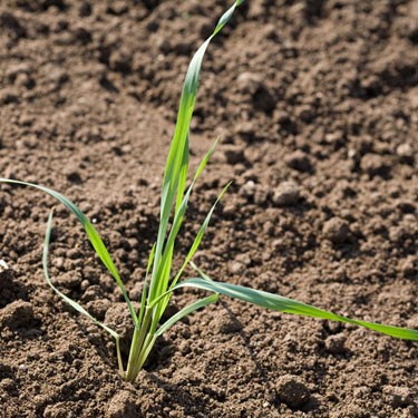 Canary grasses - young