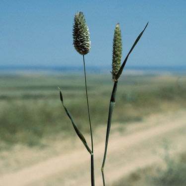Canary grasses - mature